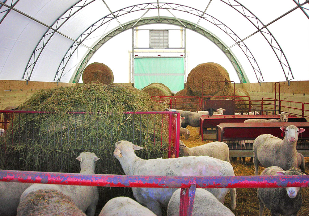 sheep barn layout