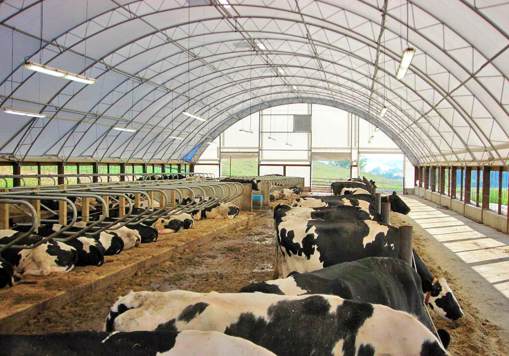 hoop barn for cattle