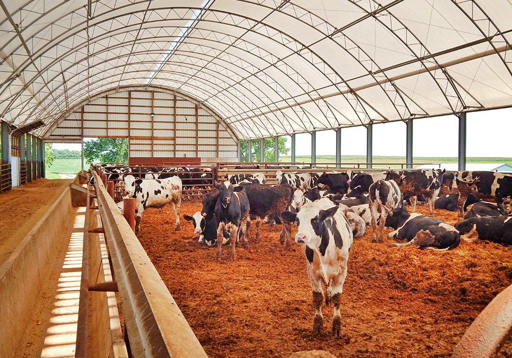 hoop barn for cattle