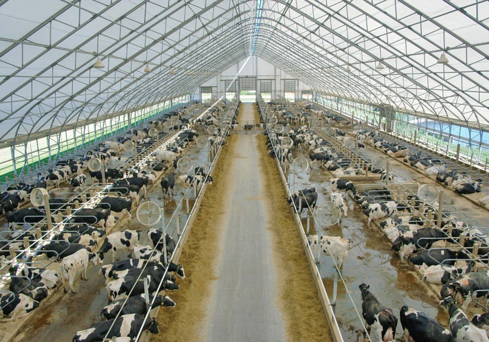 hoop barn for cattle