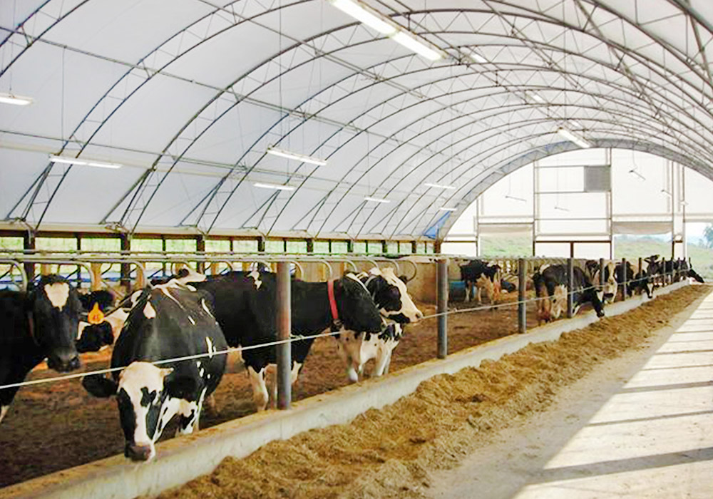 Hoop Barn for Cattle | GC Fabric Building Division