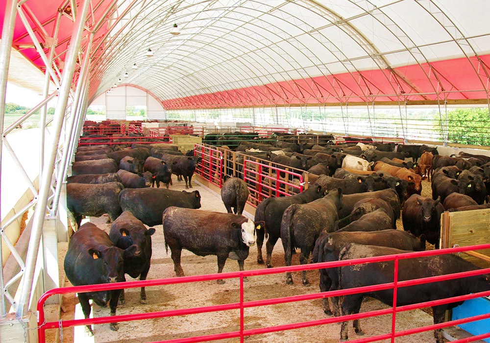 hoop barn for cattle