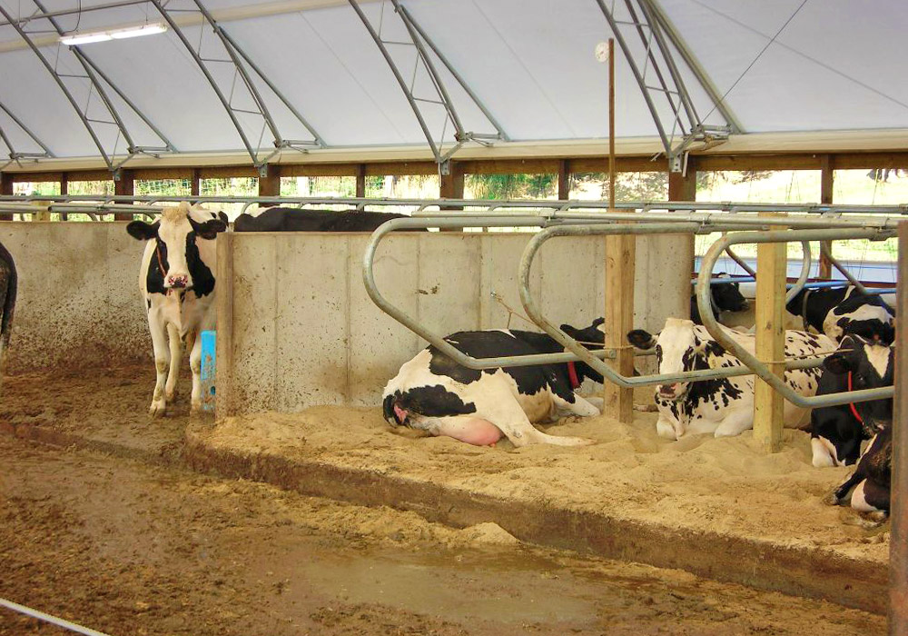 hoop barn for cattle