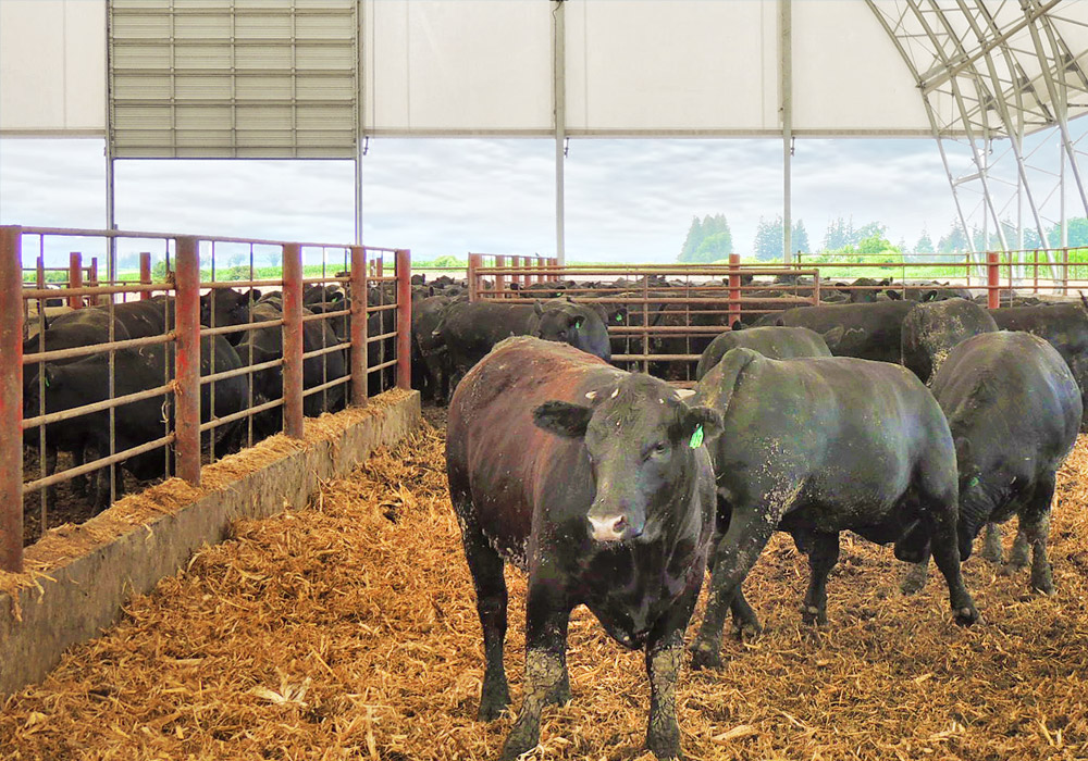 hoop barn for cattle